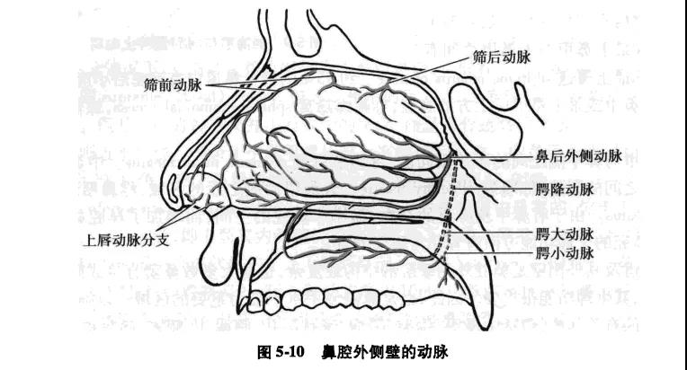 鼻腔外侧壁动脉