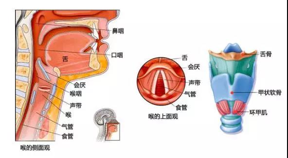 咽喉结构